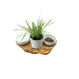 Futterstation MOUNTAIN Olivenholz 2 x 0,4 Liter...